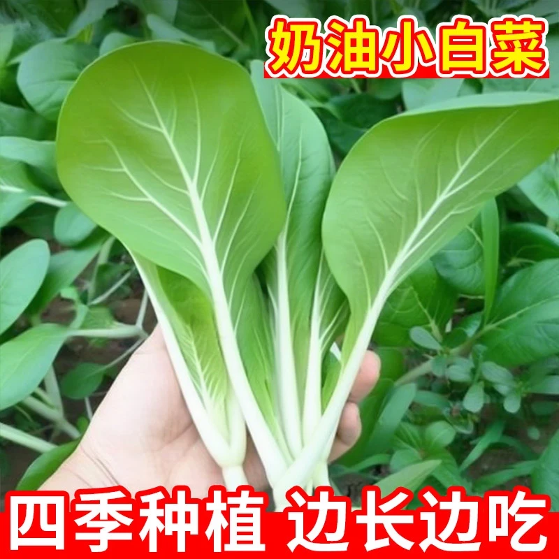 三包四季奶油小白菜种子耐热耐寒大面积种植白杆白梗白菜
