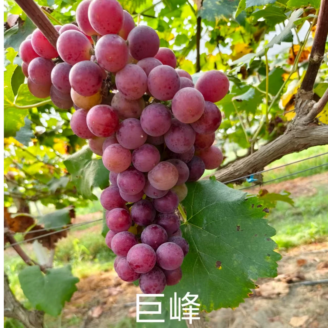 【巨峰】皖太湖北中高山无籽葡萄当季新鲜水果顺丰包邮只发江浙沪皖