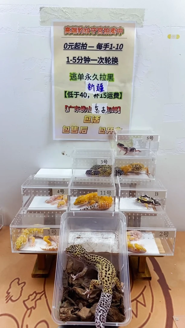 豹纹守宫豹纹守宫幼苗亚成体成体肥尾