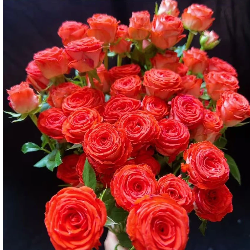 惊艳泡泡玫瑰-家养鲜花云南基地直发