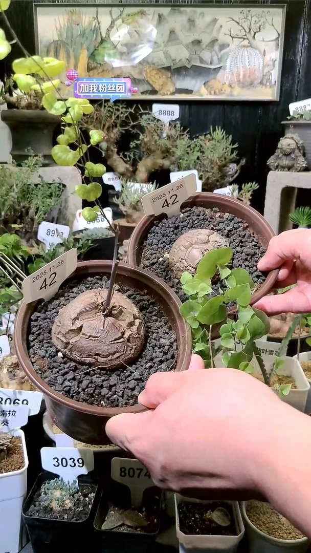 42号1126福利南非龟甲龙买一送一