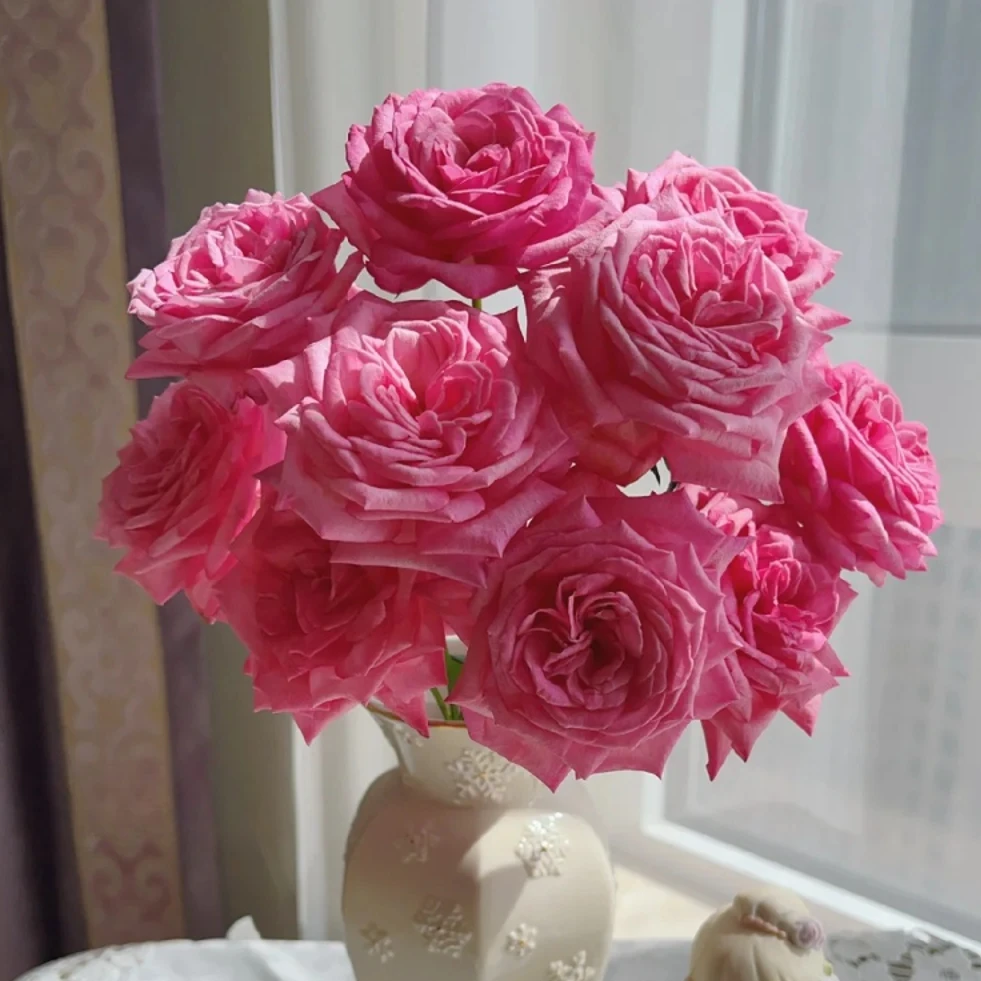 宜然园艺桃灼蓝天2加仑灌木花苗月季大花浓香多季节重复开花