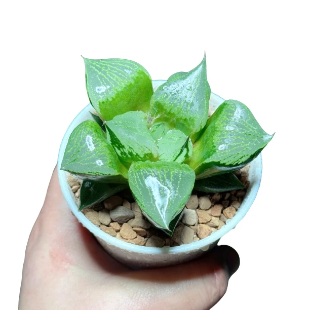 【万象盆裹班若】十二卷新手好养多肉植物根系带土原盆栽培种植