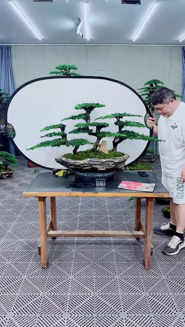 无花朵罗汉松盆景