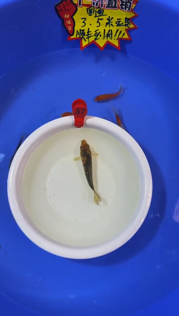 锦鲤活体二号链接