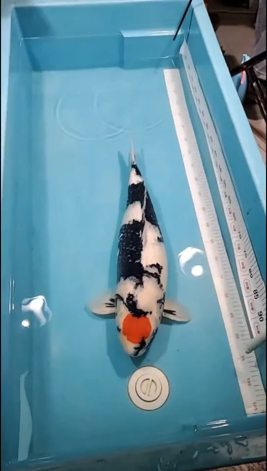 锦鲤【251127-12】丹顶昭和 60公分 母鱼 汇雅塘锦鲤