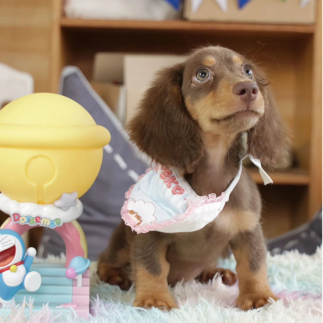 丫头家犬舍迷你长毛腊肠犬聪明温顺可爱乖小狗