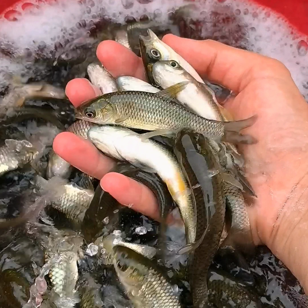 草棒  水族活体鱼