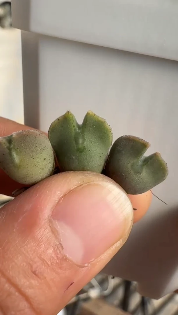 【闪购商品】17-5粉肌空蝉大一颗