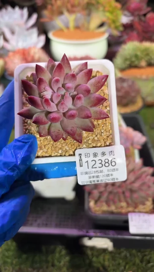 【闪购商品】12386