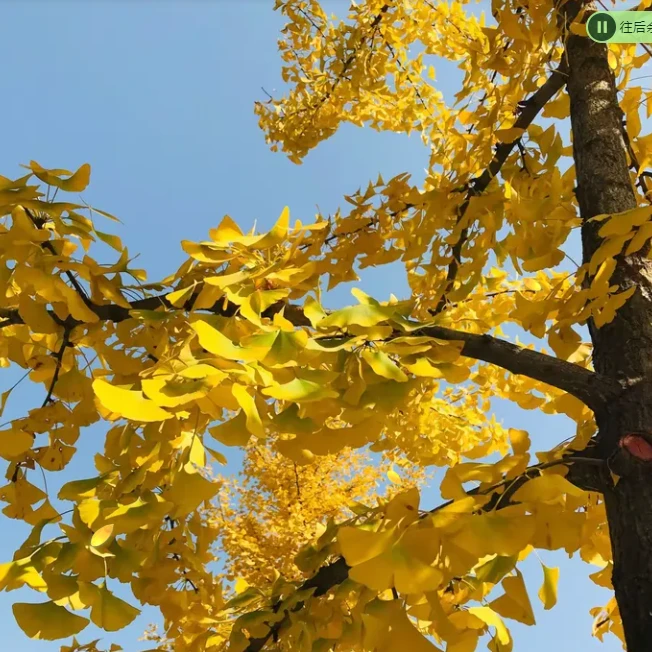 庭院植物  花园植物 一物一拍 金叶银信 杏 盆景盆栽 彩色树苗
