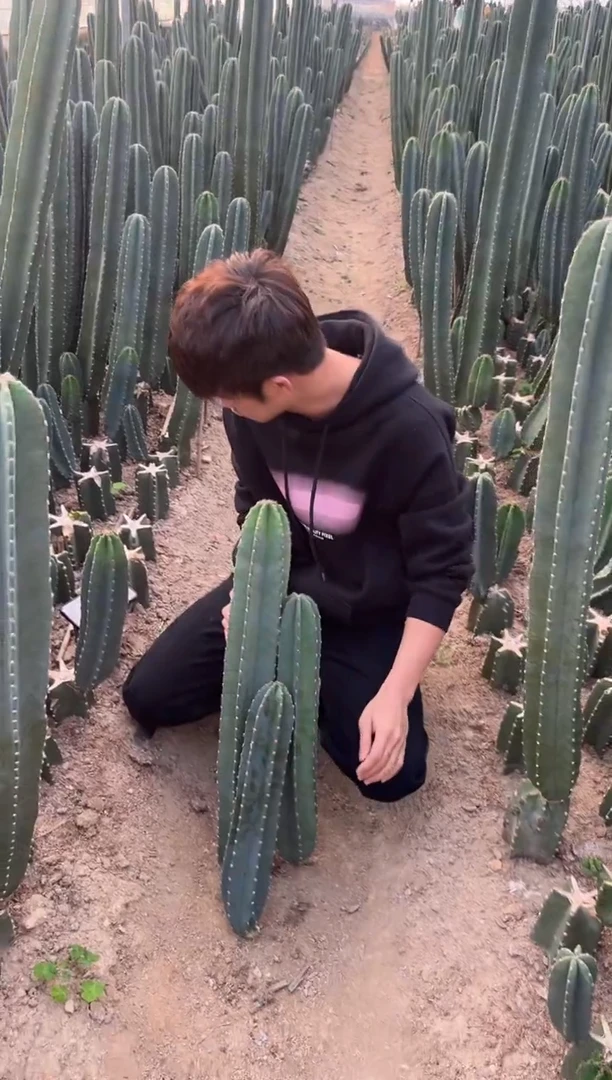 【闪购商品】20 30 40cm 量天尺【无根】