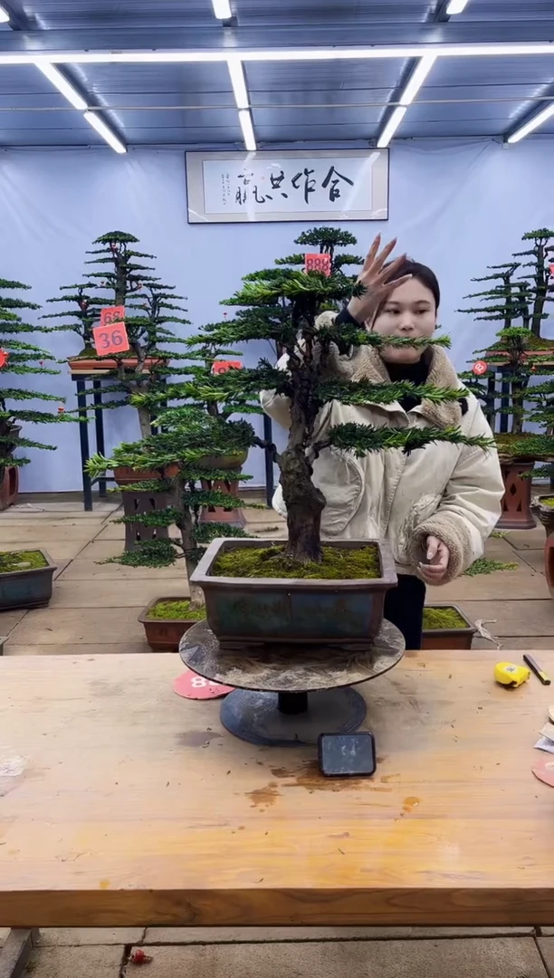 【闪购商品】高端盆景一物一拍，所见即所得