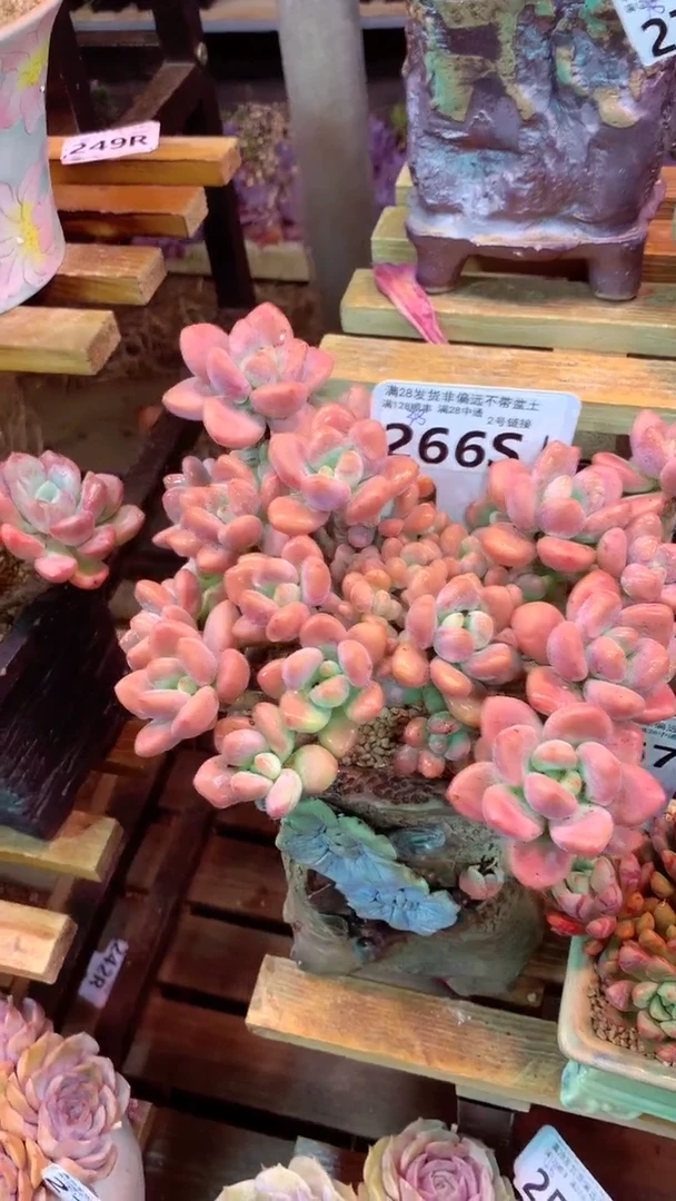 266S（一物一拍实付满28发货，默认不带盆土）