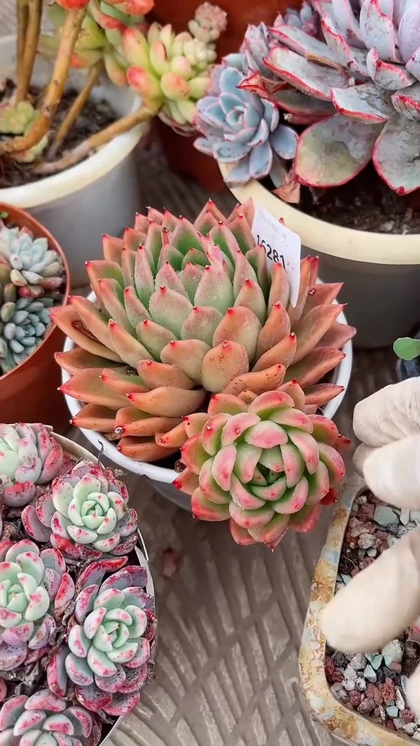 【闪购商品】16281