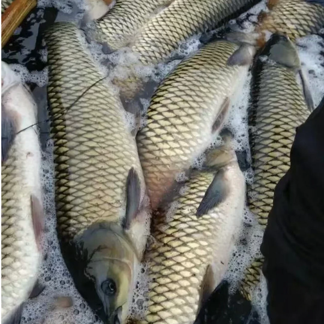 冬捕淡水大草鱼9-17斤