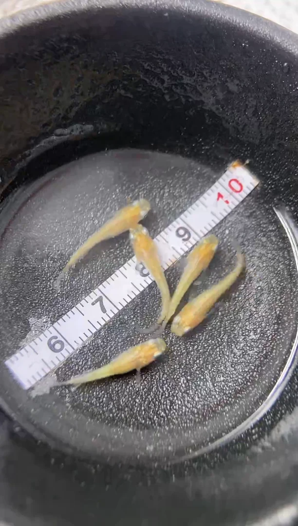 青鳉59  精品黄金百事