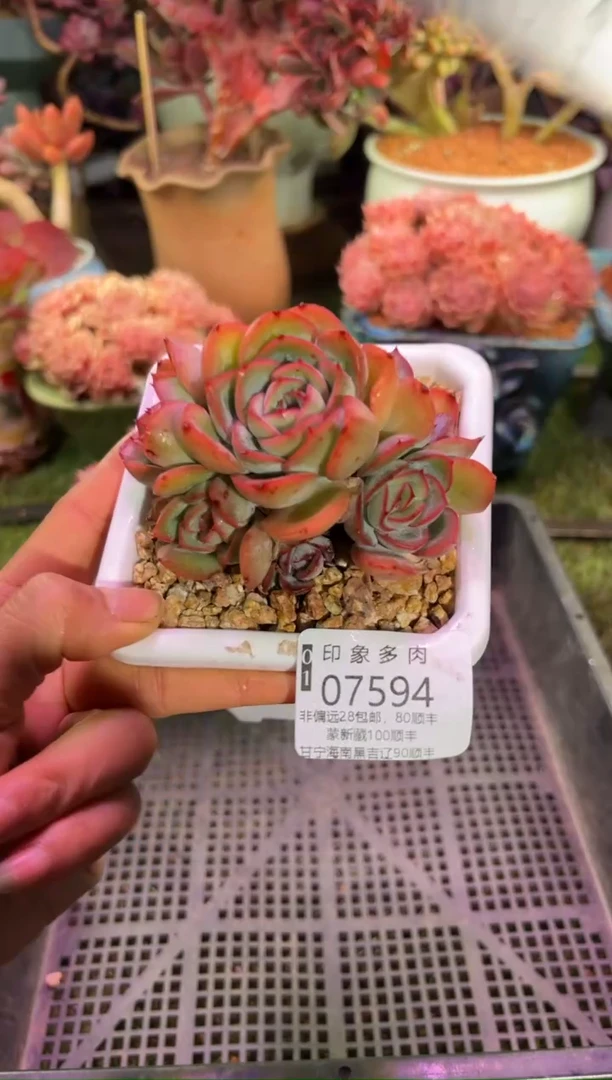 【闪购商品】07594