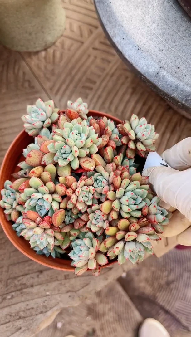 【闪购商品】21235