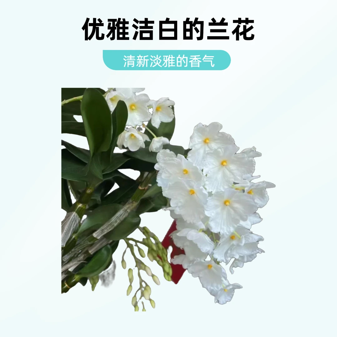 三瓣白法式石斛   盆栽木桩栽种 适合阳台院子室外走廊养