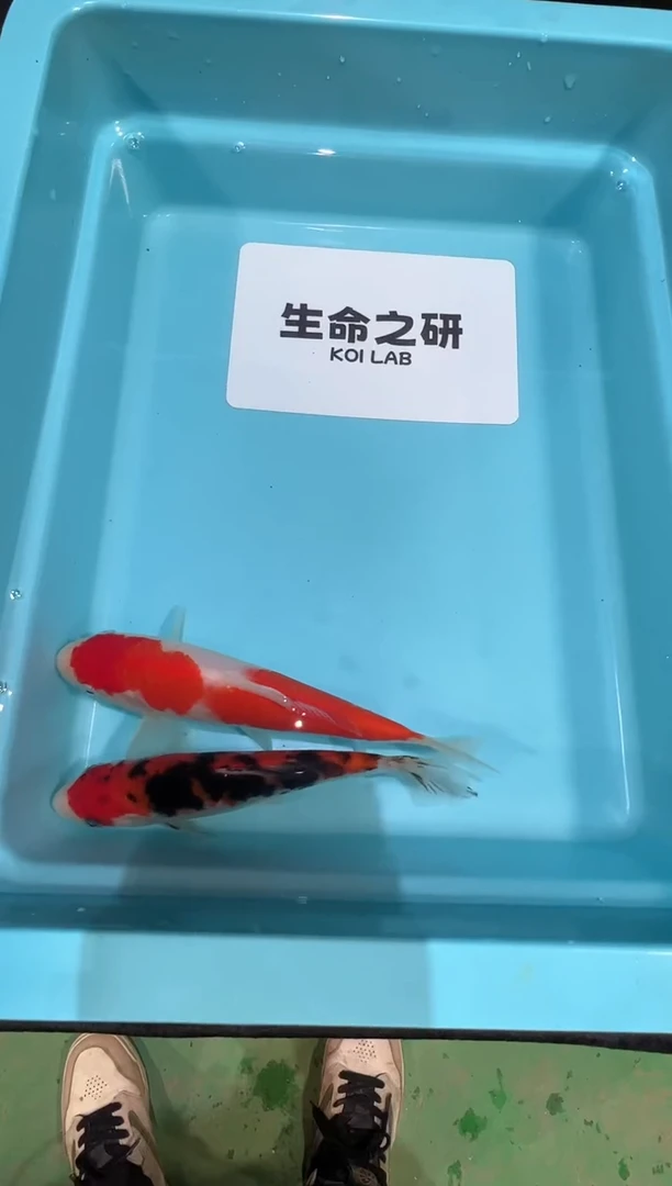 锦鲤坂井当岁小牙签