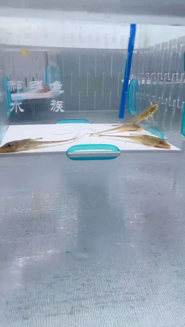 清道夫4+不包入缸损46