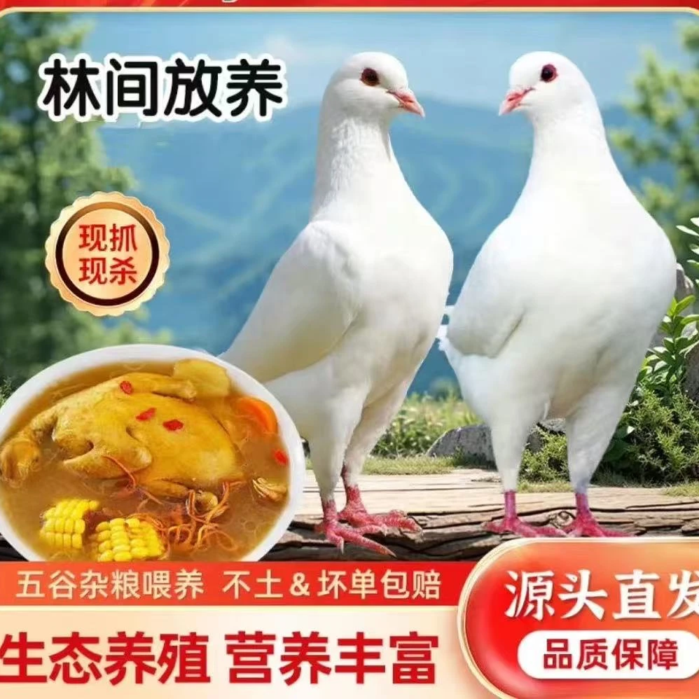【开播福利c】（买2送2）实发4只新鲜现杀土鸽子农家散养乳鸽鸽子肉