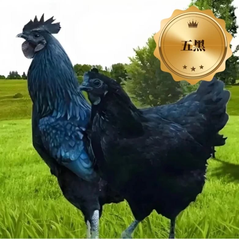半斤左右发货五黑鸡绿壳蛋宠物鸡顺丰包邮