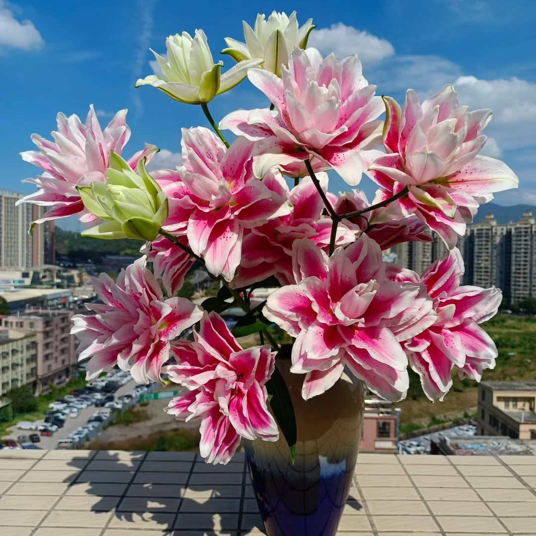 【明日达】火星之恋重瓣香水百合顺丰包邮送货上门今天拍明天到