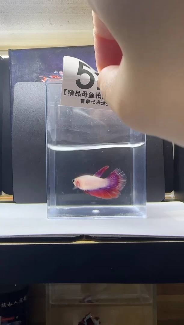 斗鱼精品母鱼编号52