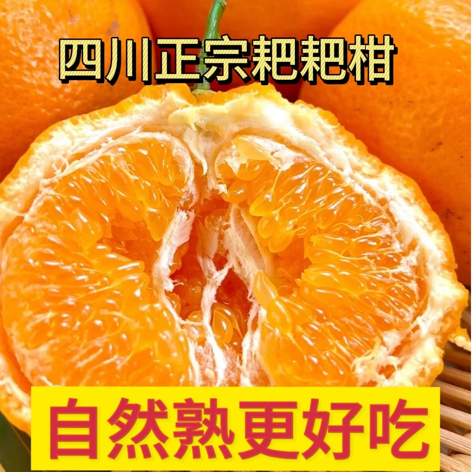 【正宗四川耙耙柑】四川耙耙柑爆汁当季新鲜水果现摘丑橘果地直发