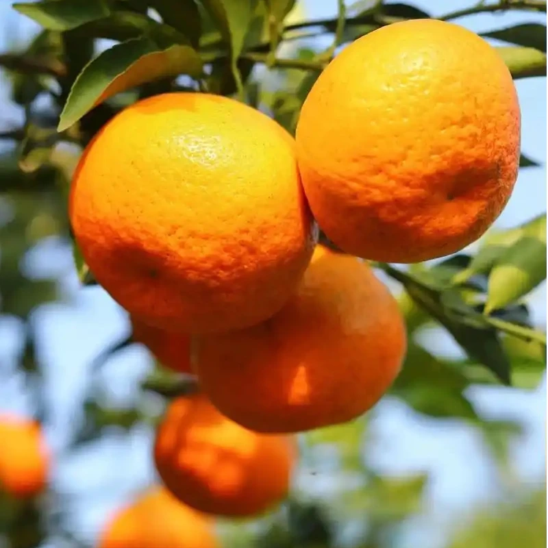 春见耙耙柑正宗大雅柑多汁新鲜柑橘特大果园基地直发