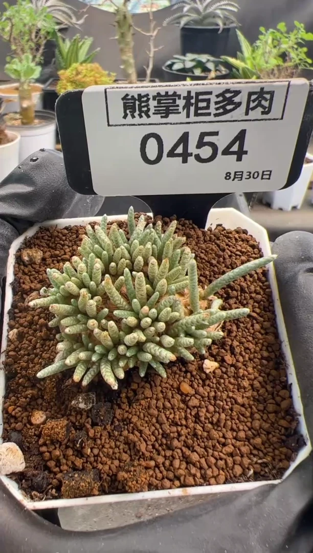 P****妹1001-454-韧锦带盆土