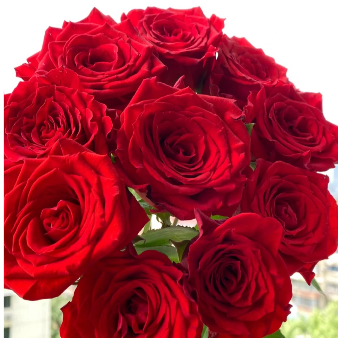 真爱红玫瑰10支（家庭瓶插花）