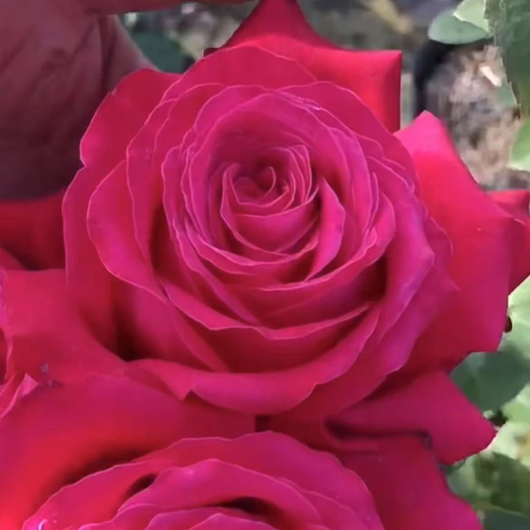 顺丰包邮！亚克力棒棒糖月季