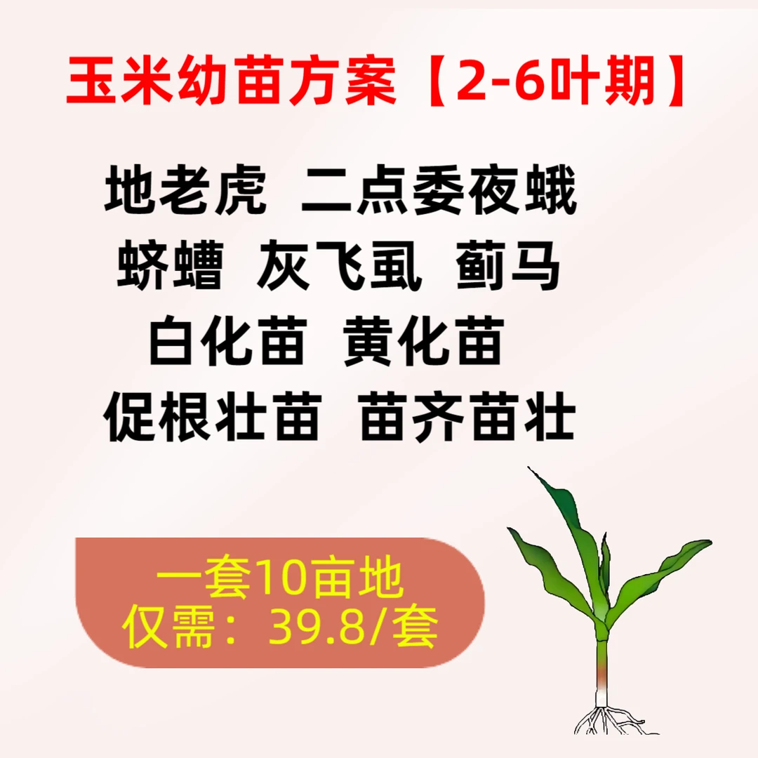 玉米幼苗期2-6叶综合方案叶面喷施复合肥