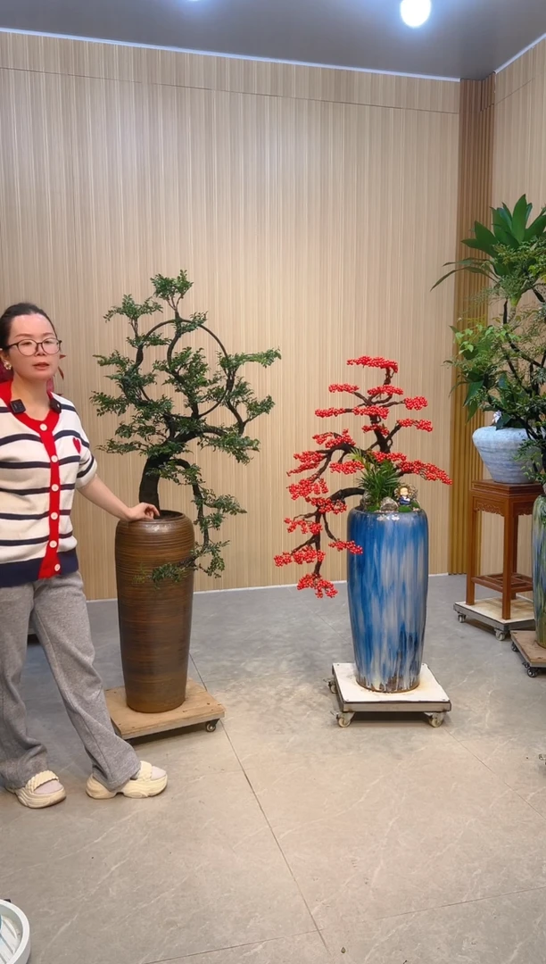 无花朵维*奇北美冬青蓝盆右边