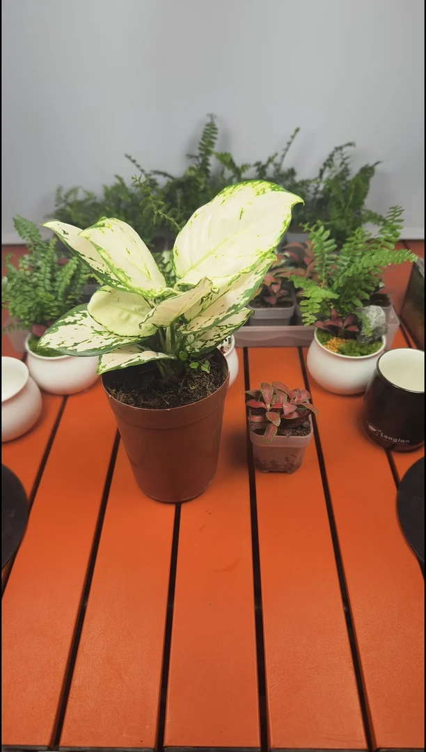 无花朵采菊专属链接小叶哔哩1白如意1红艳1送赤玉土鹿沼土