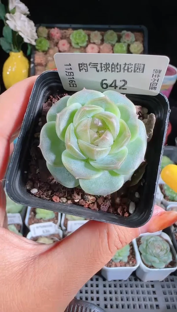 1116-642bl-8群生不包整