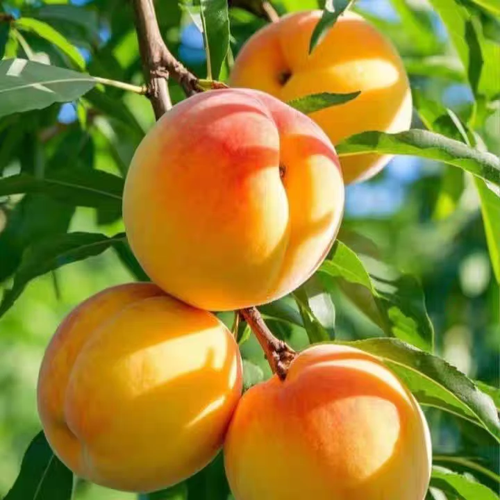 湖南高山锦绣黄桃