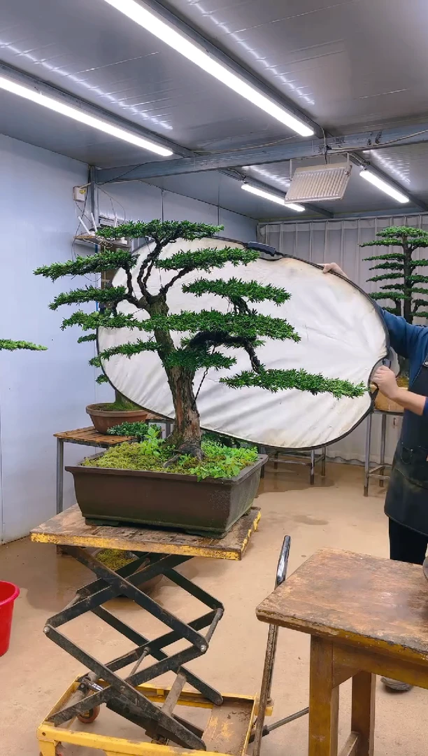 无花朵二**哥精品盆景  一物一拍