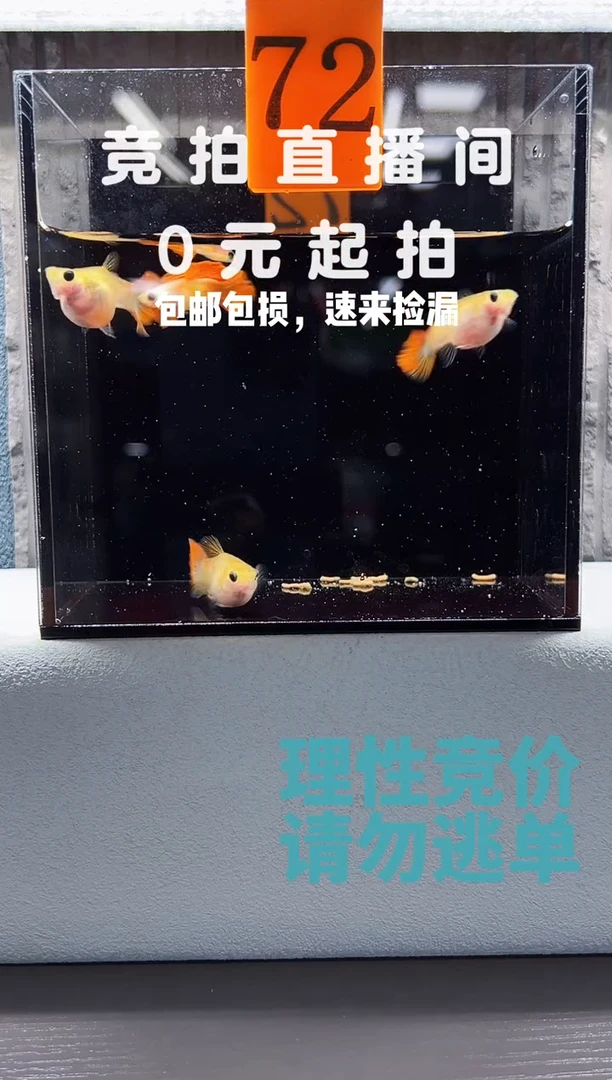孔雀鱼银河琉璃5只带胎编号72