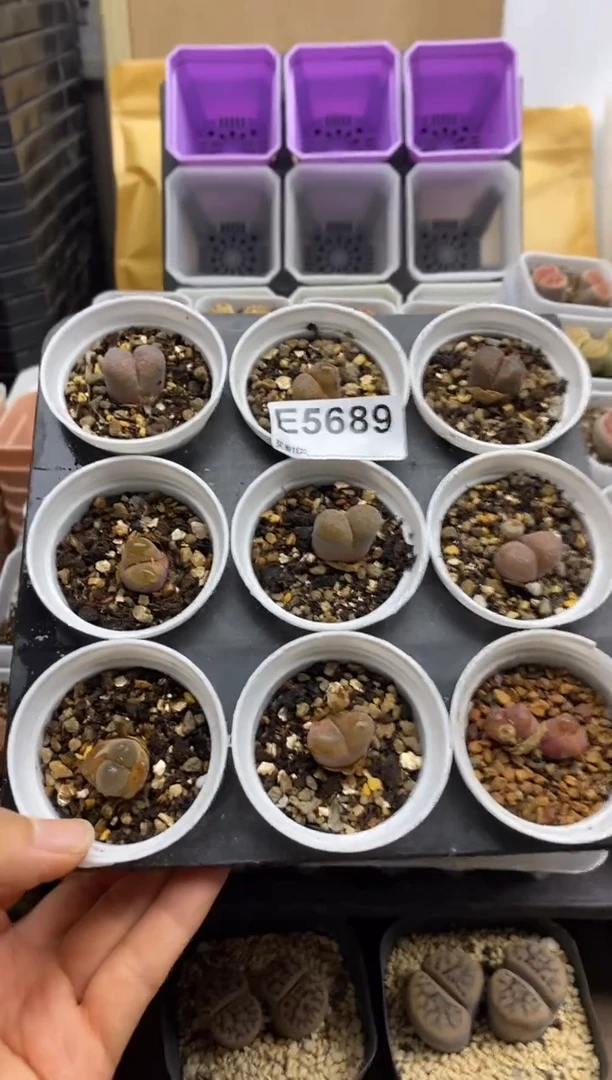 5689开播福利一物一拍