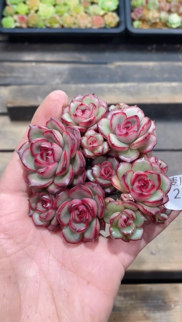 272花田错    量拍
