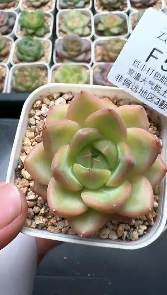 526F云禹多肉植物 默认脱土纸巾打包 3颗包邮