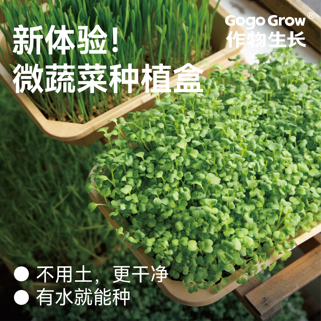 作物生长水培芽苗菜种植套装次抛轻便款可食用豌豆苗微蔬菜超好种