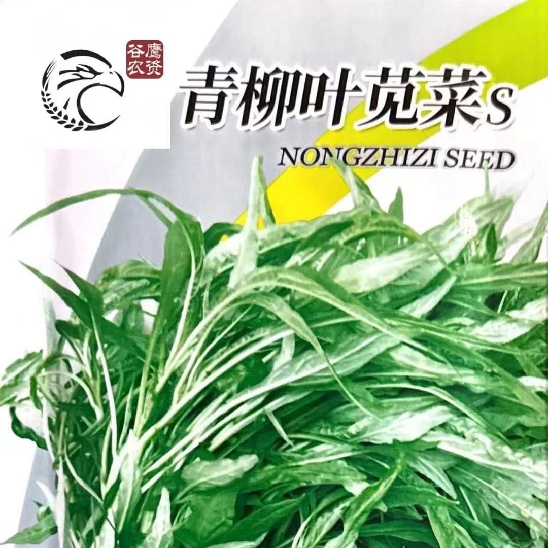 叶柳青苋菜芝麻苋菜耐高温夏季种植抗热蔬菜种子阳台盆栽小院种植
