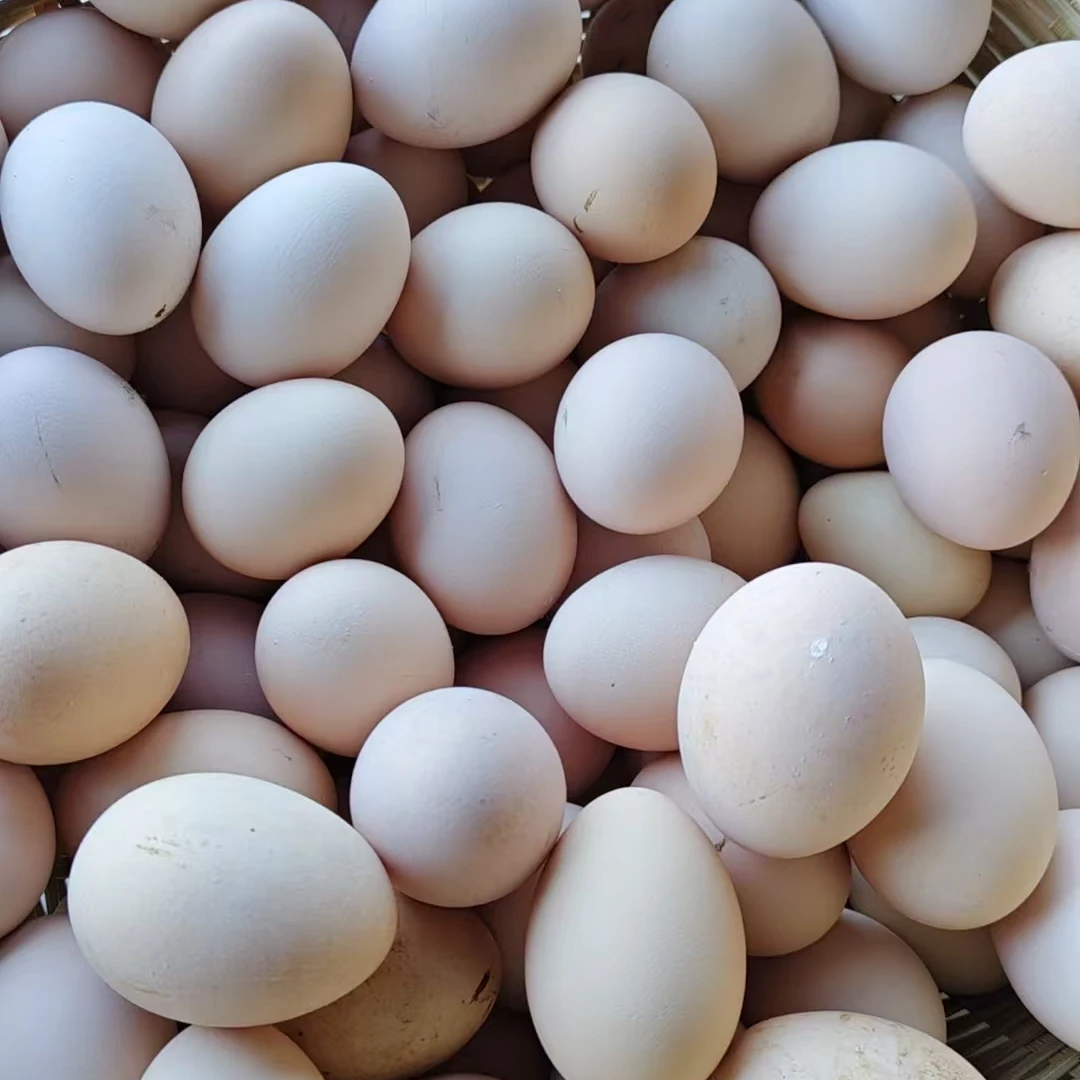 天目放鸭娃招牌土鸡蛋单个约50克