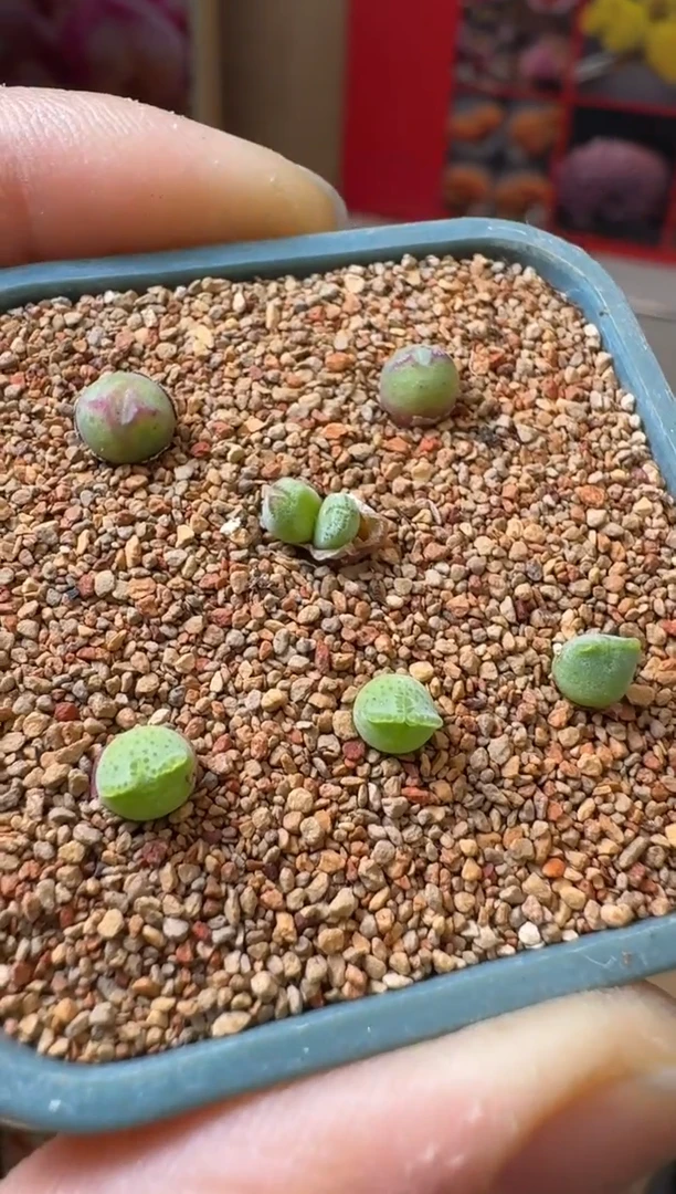 【闪购商品】29-39猪蹄985一颗