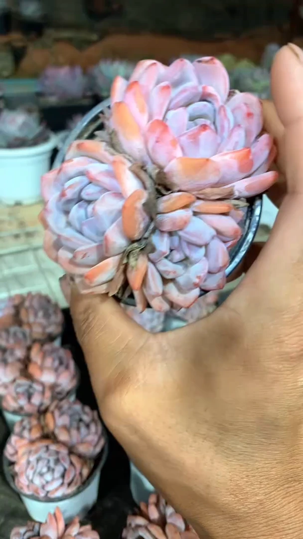 3头橙梦露2颗【2单包邮】